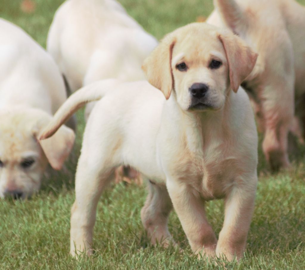 Arko - Labrador Retriever
