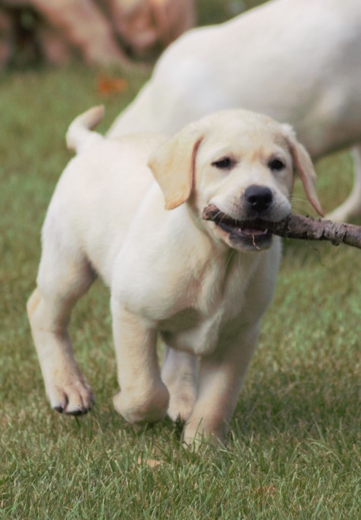 Arton - Labrador Retriever