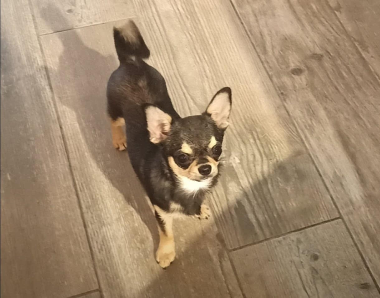 MIRTILLA-PC (Sans Affixe)