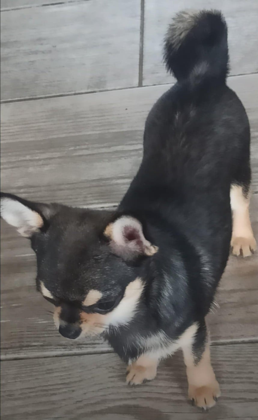 MIRTILLA-PC (Sans Affixe)