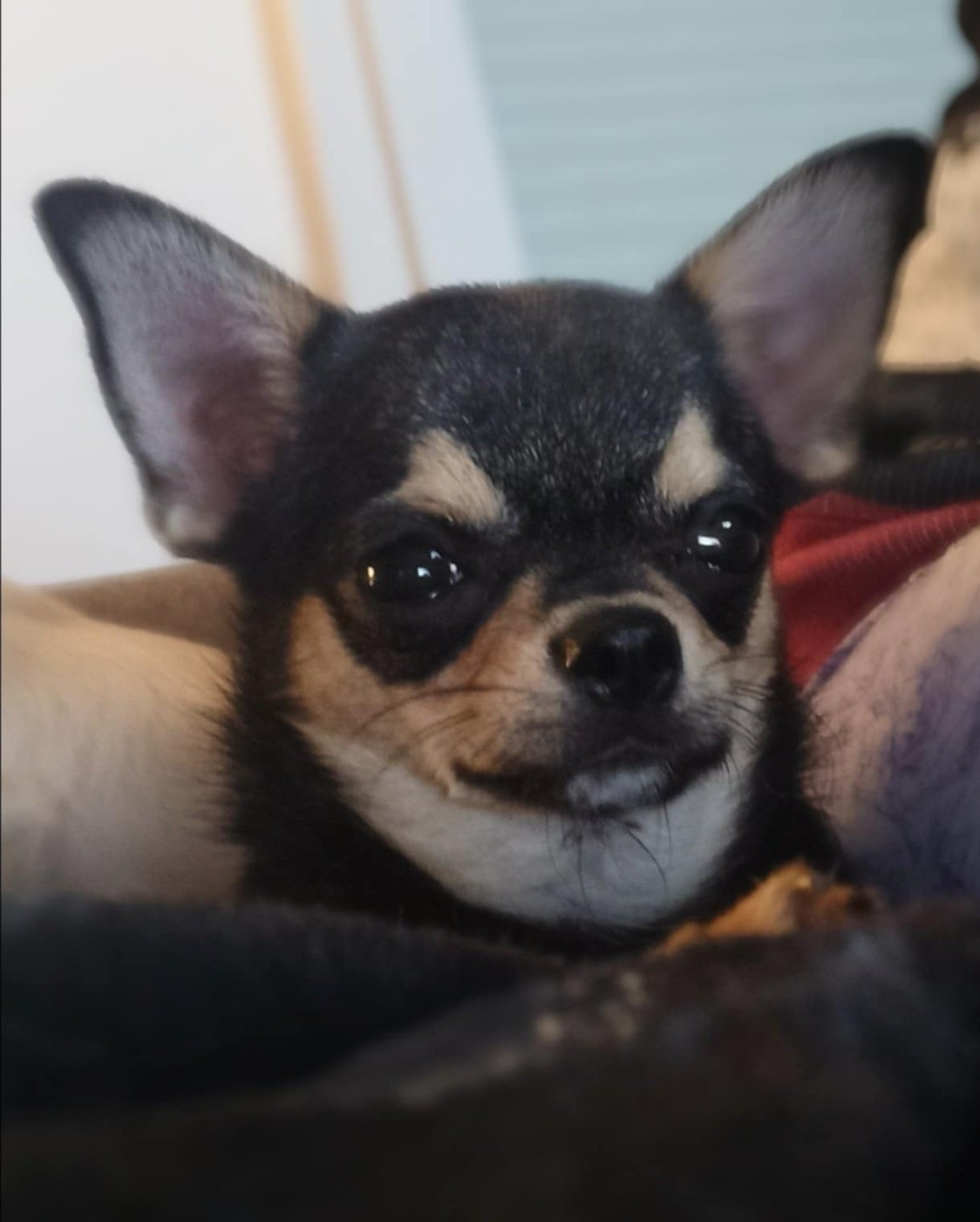 MIRTILLA-PC (Sans Affixe)