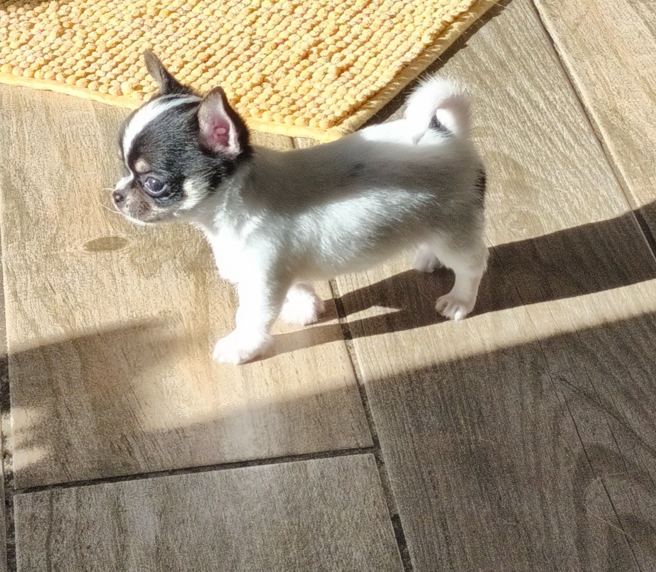 Bénito
