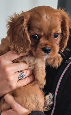 Les chiots de Cavalier King Charles Spaniel