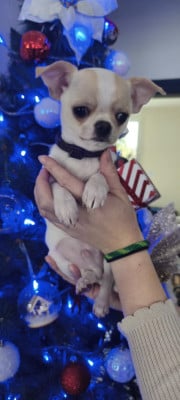 Les chiots de Chihuahua