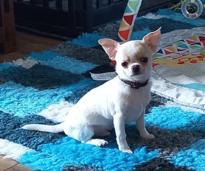 Les chiots de Chihuahua