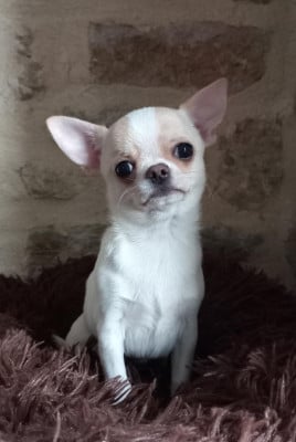 Les chiots de Chihuahua