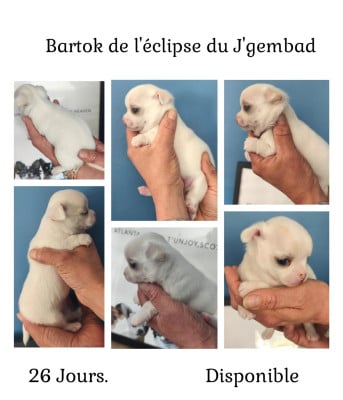 Les chiots de Chihuahua