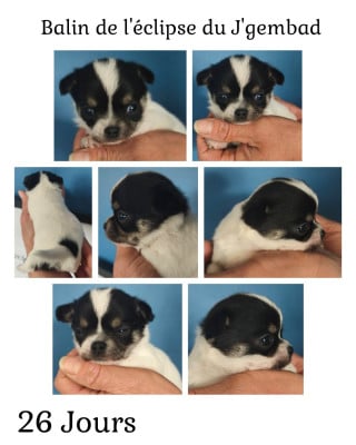 Les chiots de Chihuahua