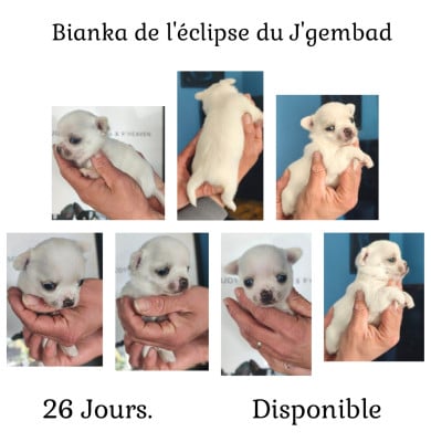 Les chiots de Chihuahua