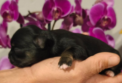 Les chiots de Chihuahua