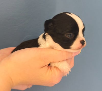 BILLY THE KID - Chihuahua