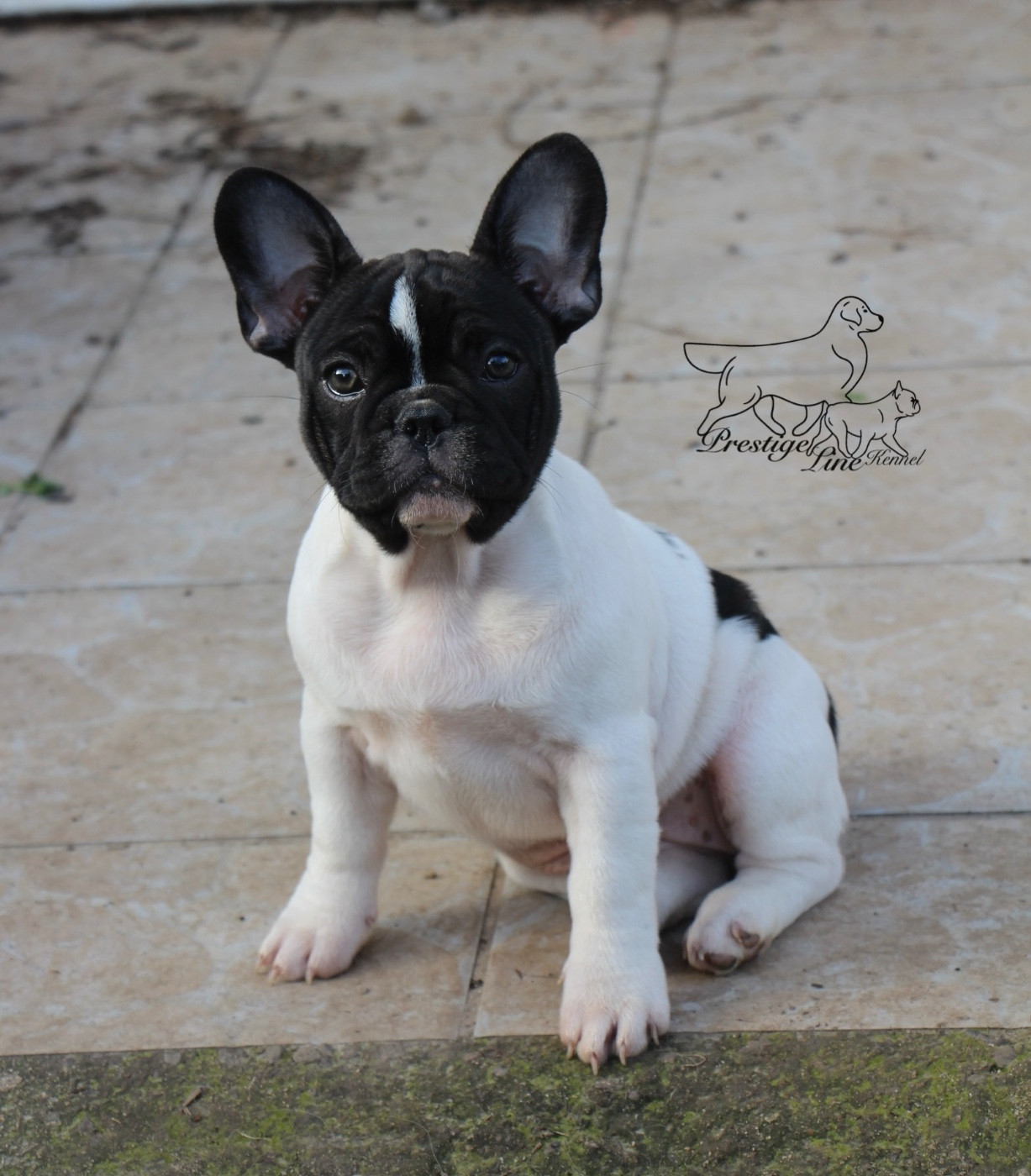 Publication : Prestige Line Auteur : Pl