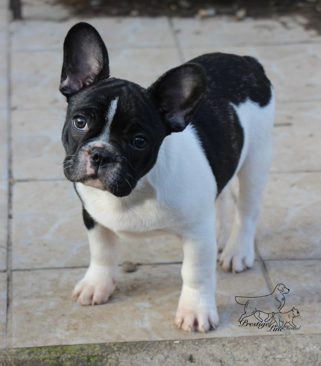 Publication : Prestige Line Auteur : Pl