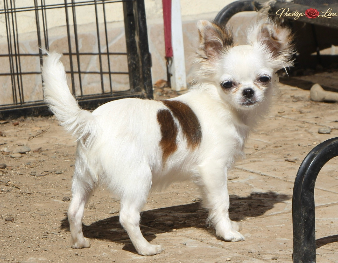 Ah la paupiette De Maniorte Gabriel