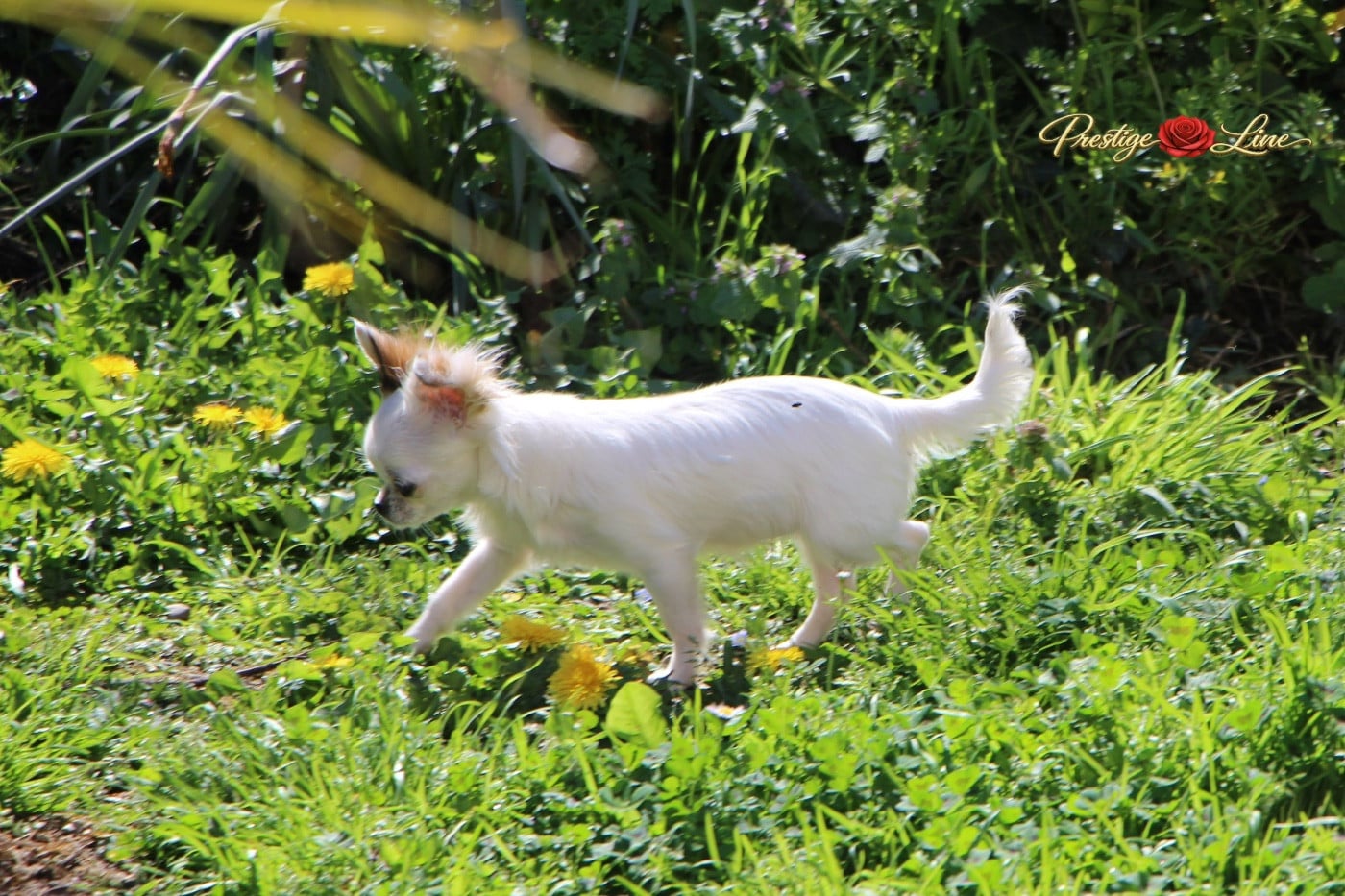 Ah la paupiette De Maniorte Gabriel