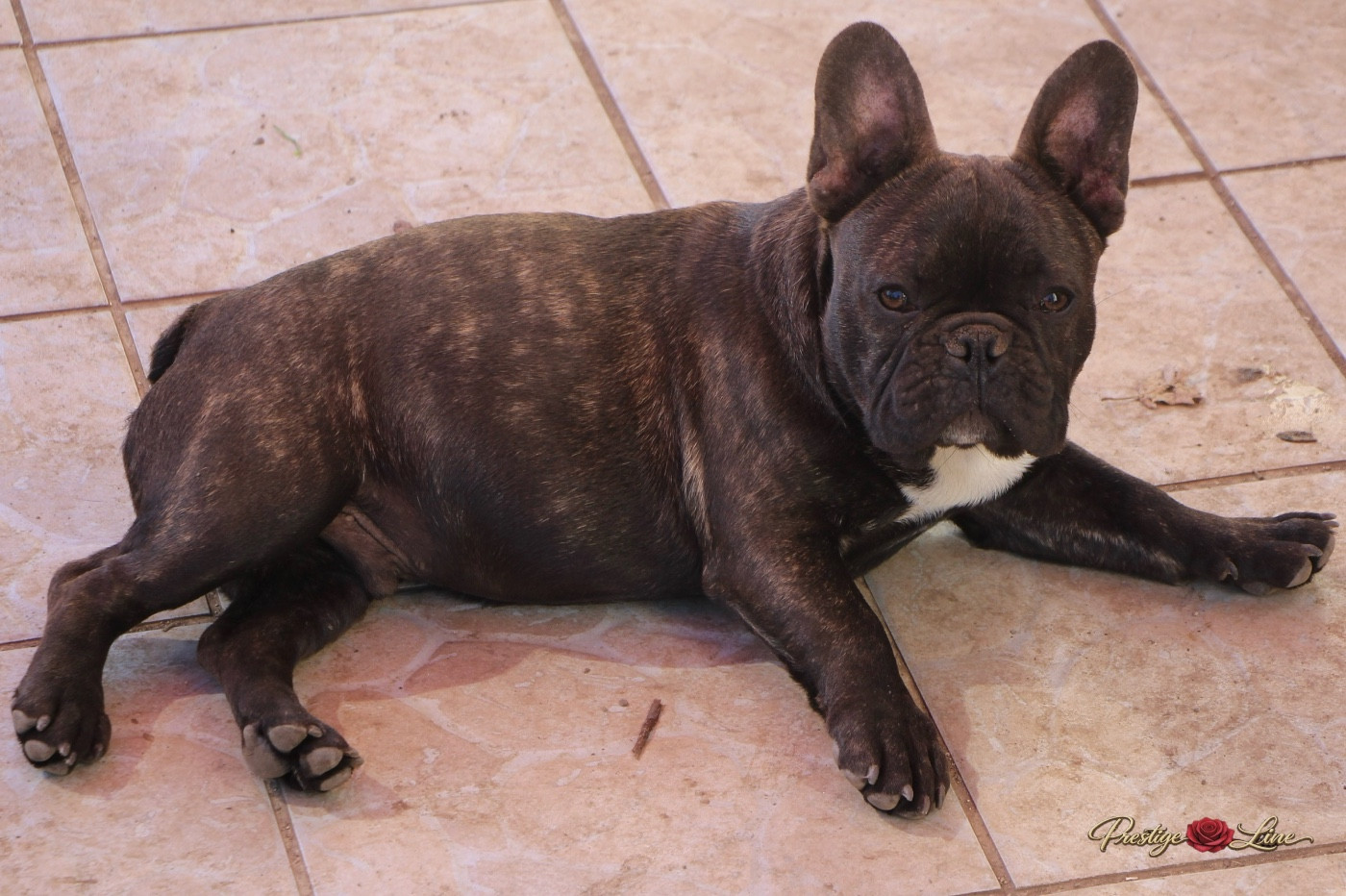 Prestige Line A underground king hades