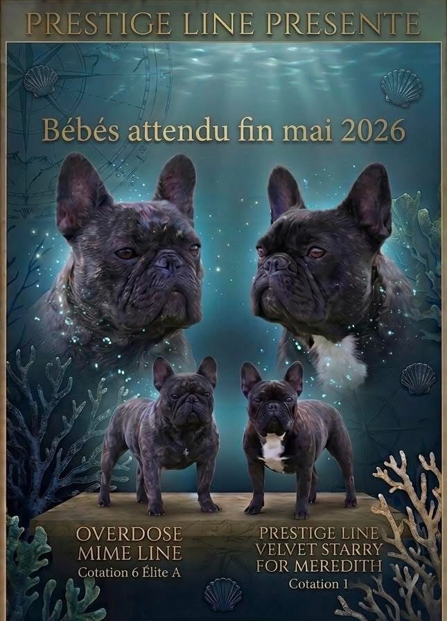 Collier violet - Bouledogue français