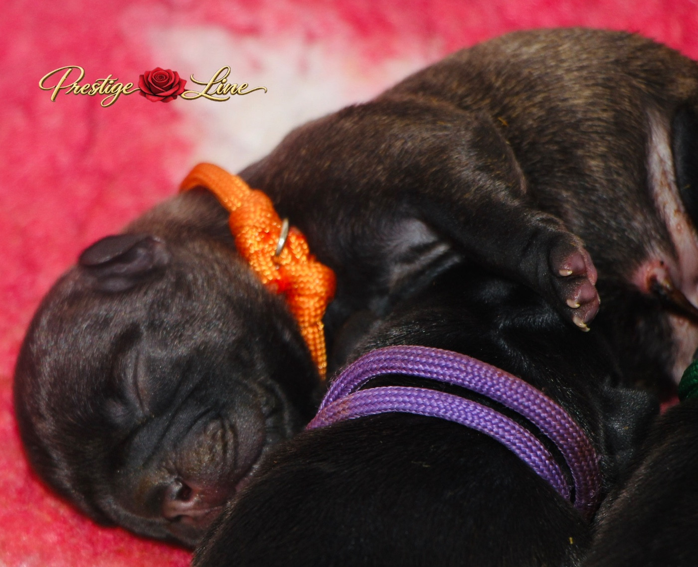 Collier Orange - Bouledogue français