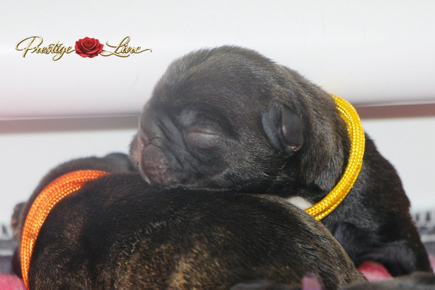Collier jaune - Bouledogue français
