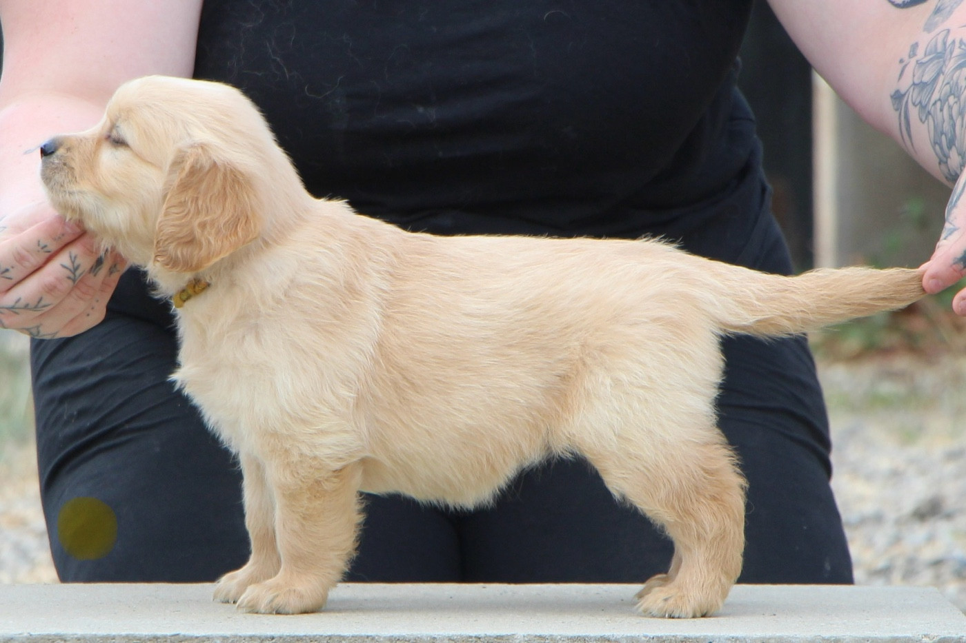 CHIOT 1
