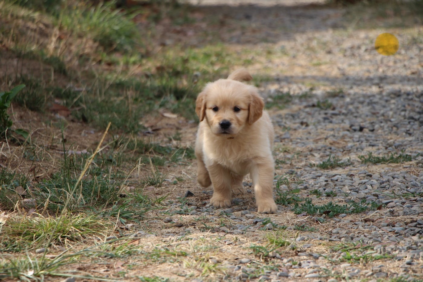 CHIOT 1