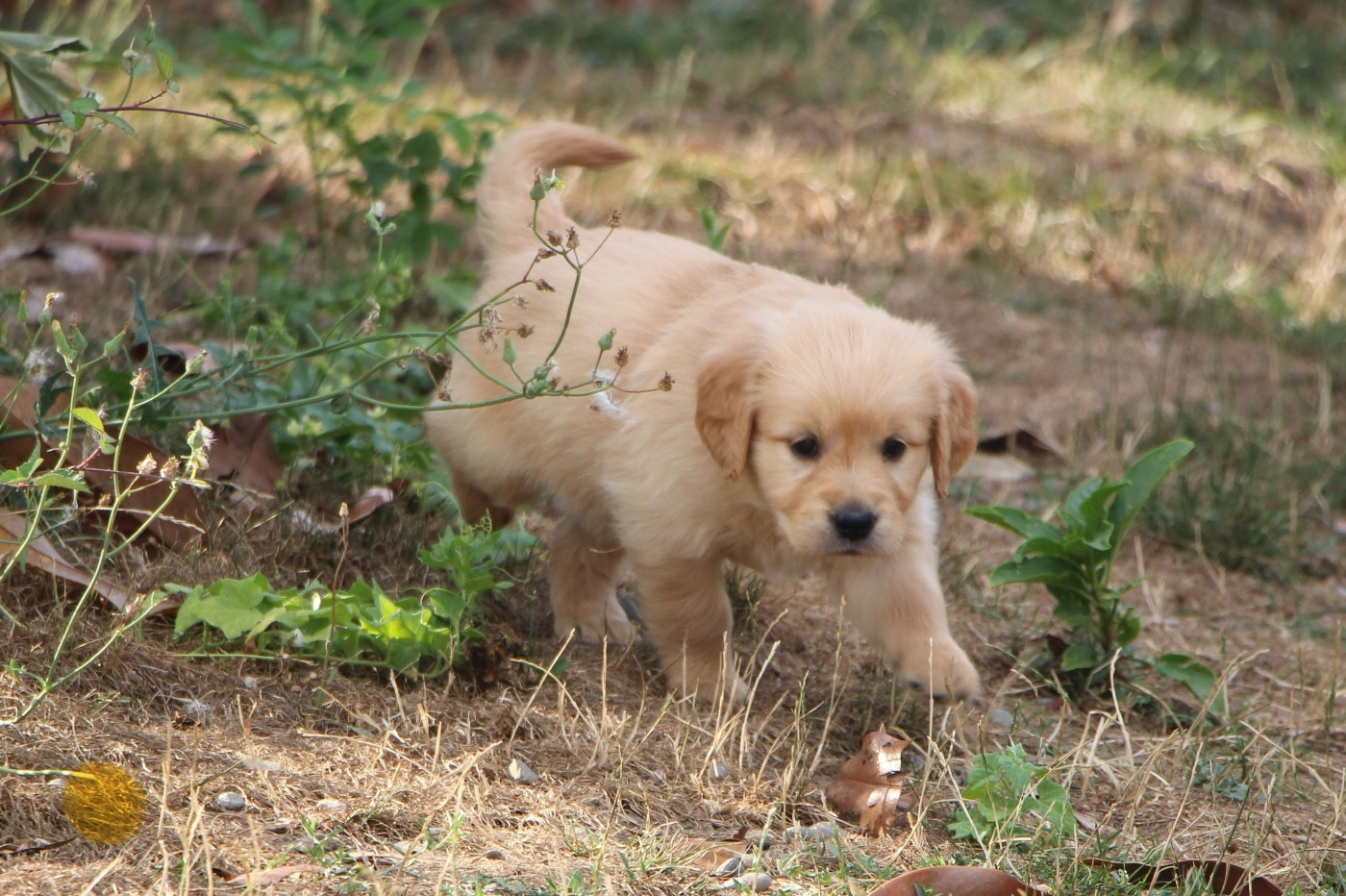 CHIOT 1