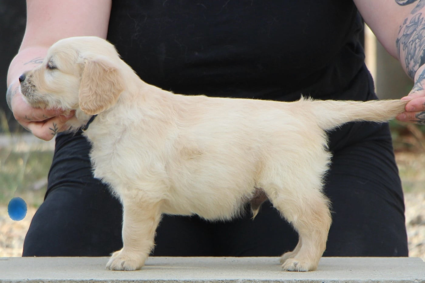 CHIOT 6
