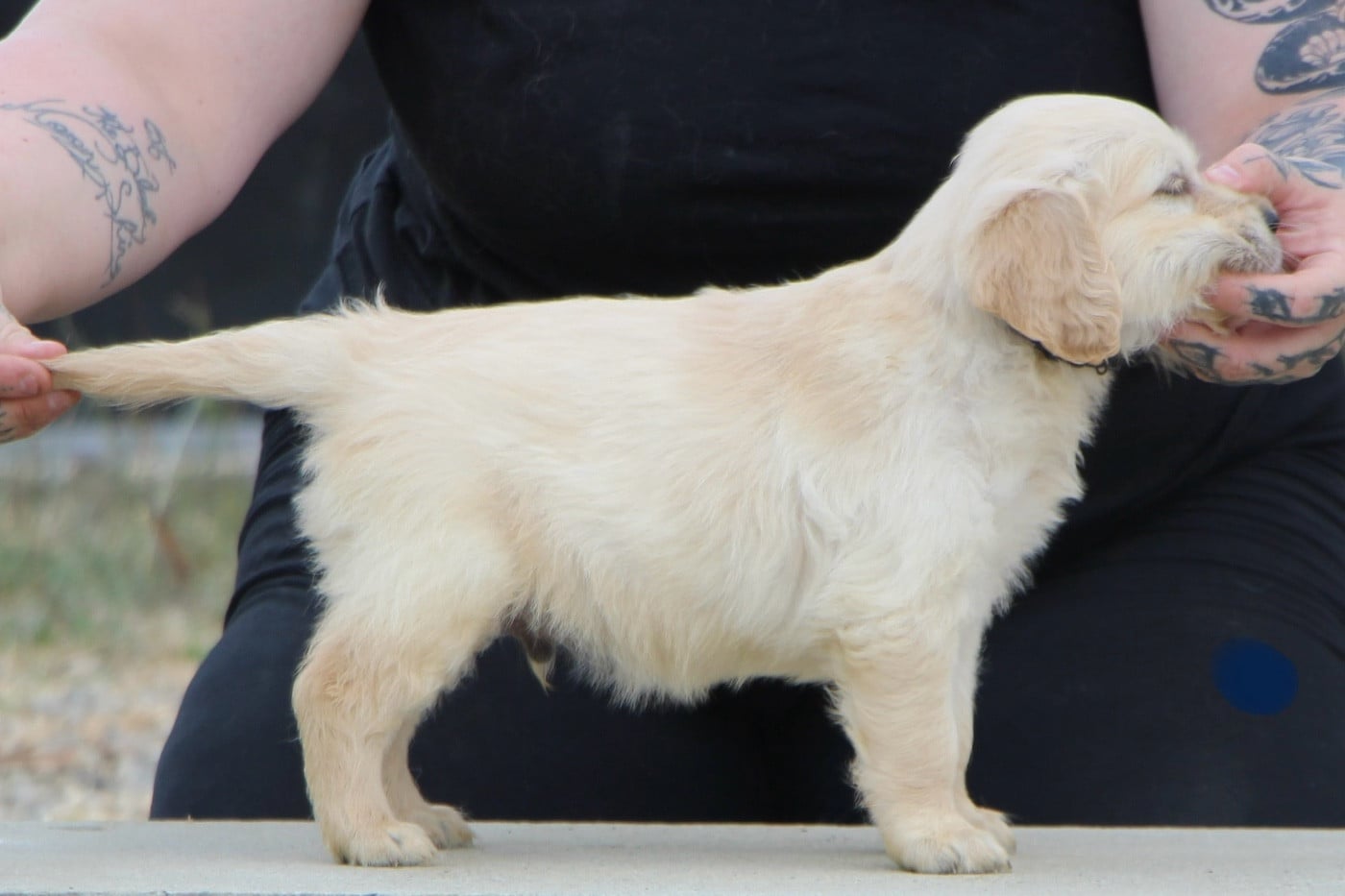 CHIOT 6