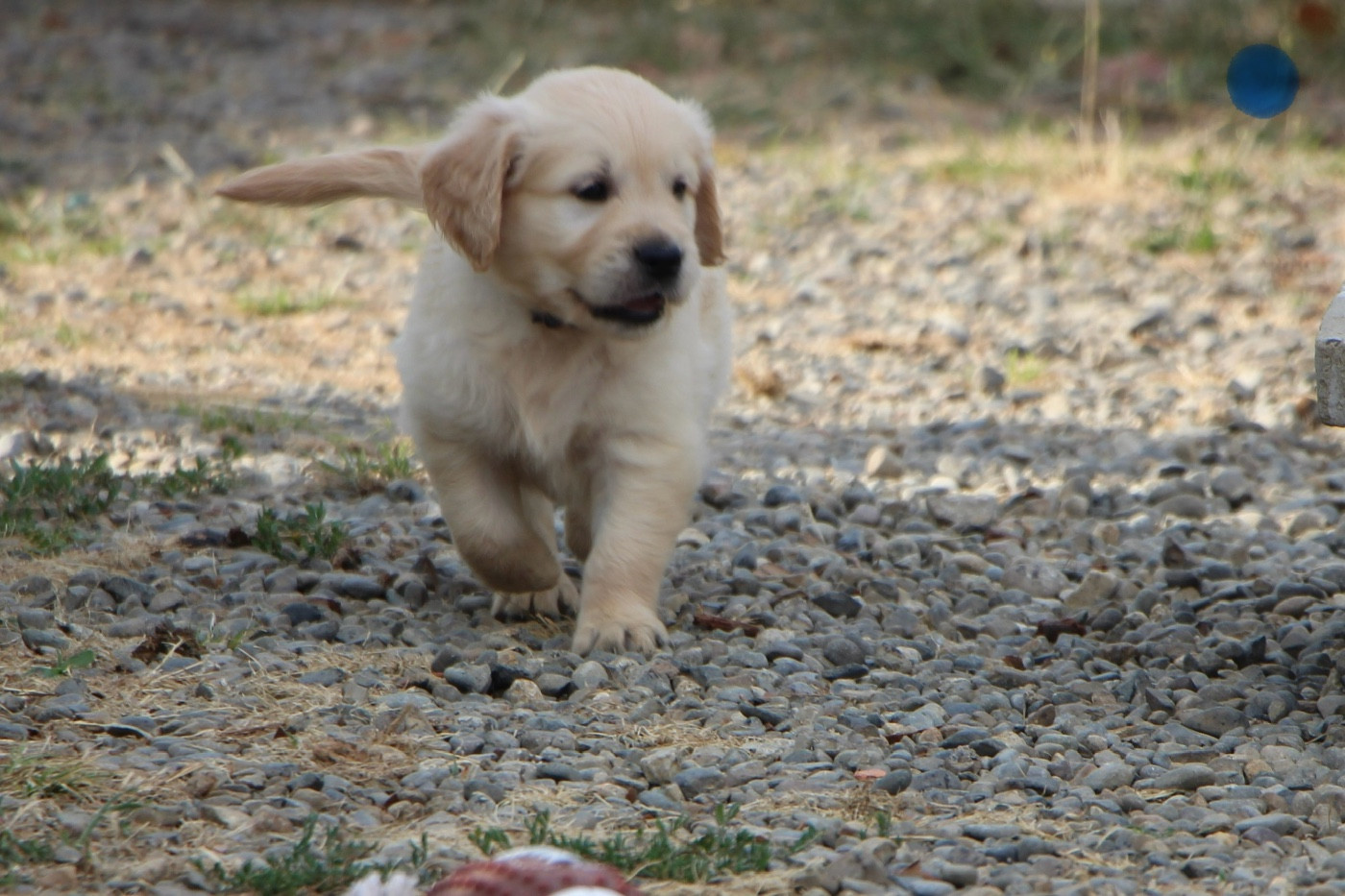 CHIOT 6