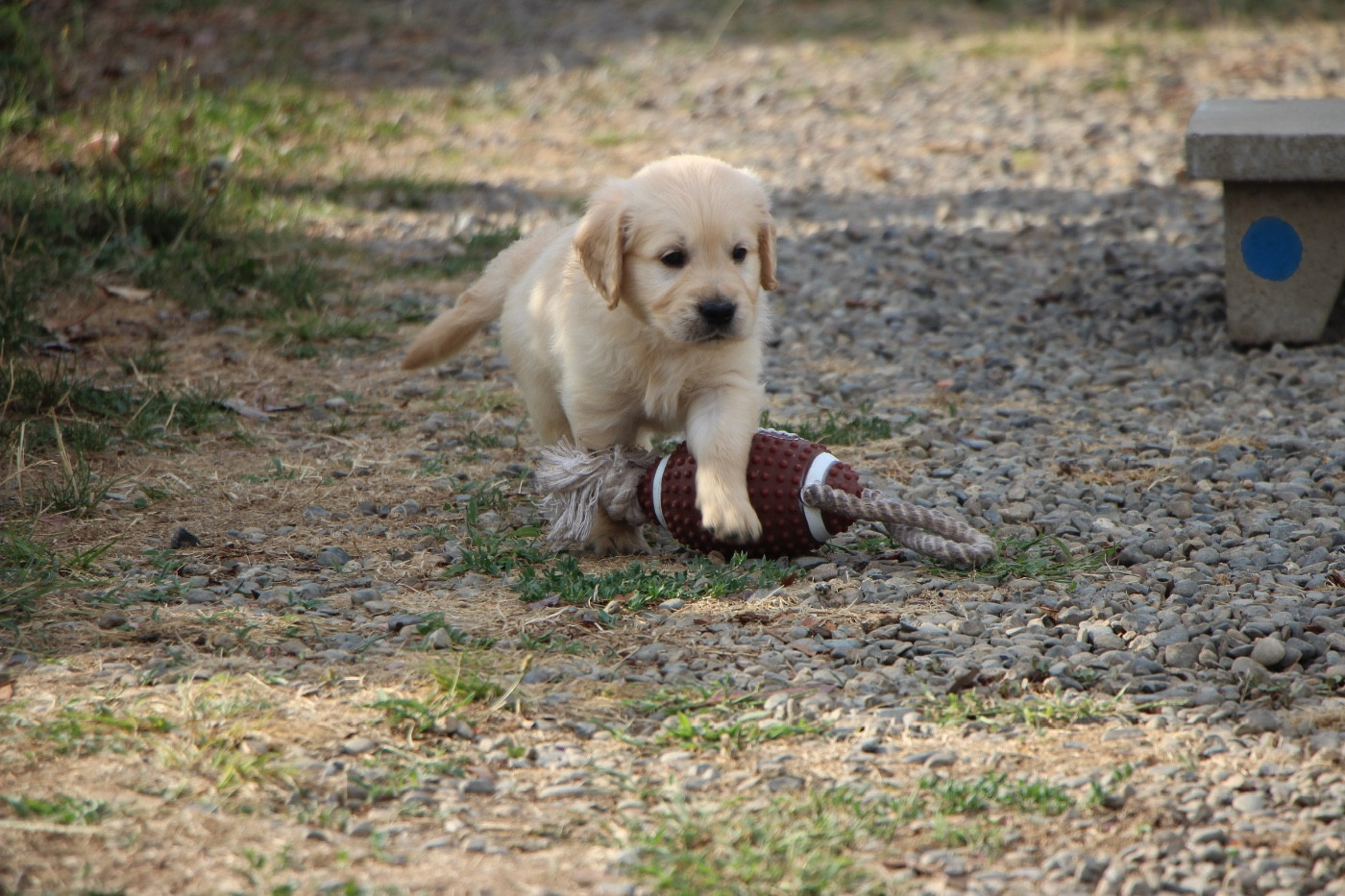 CHIOT 6