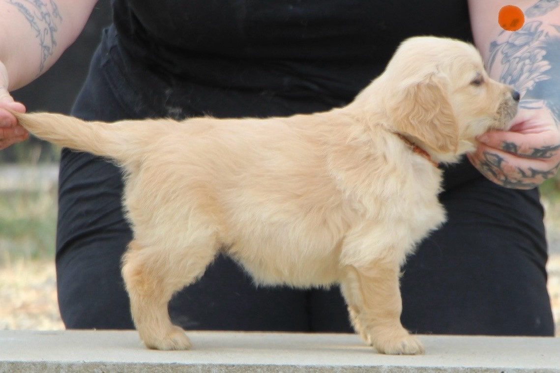 CHIOT 2