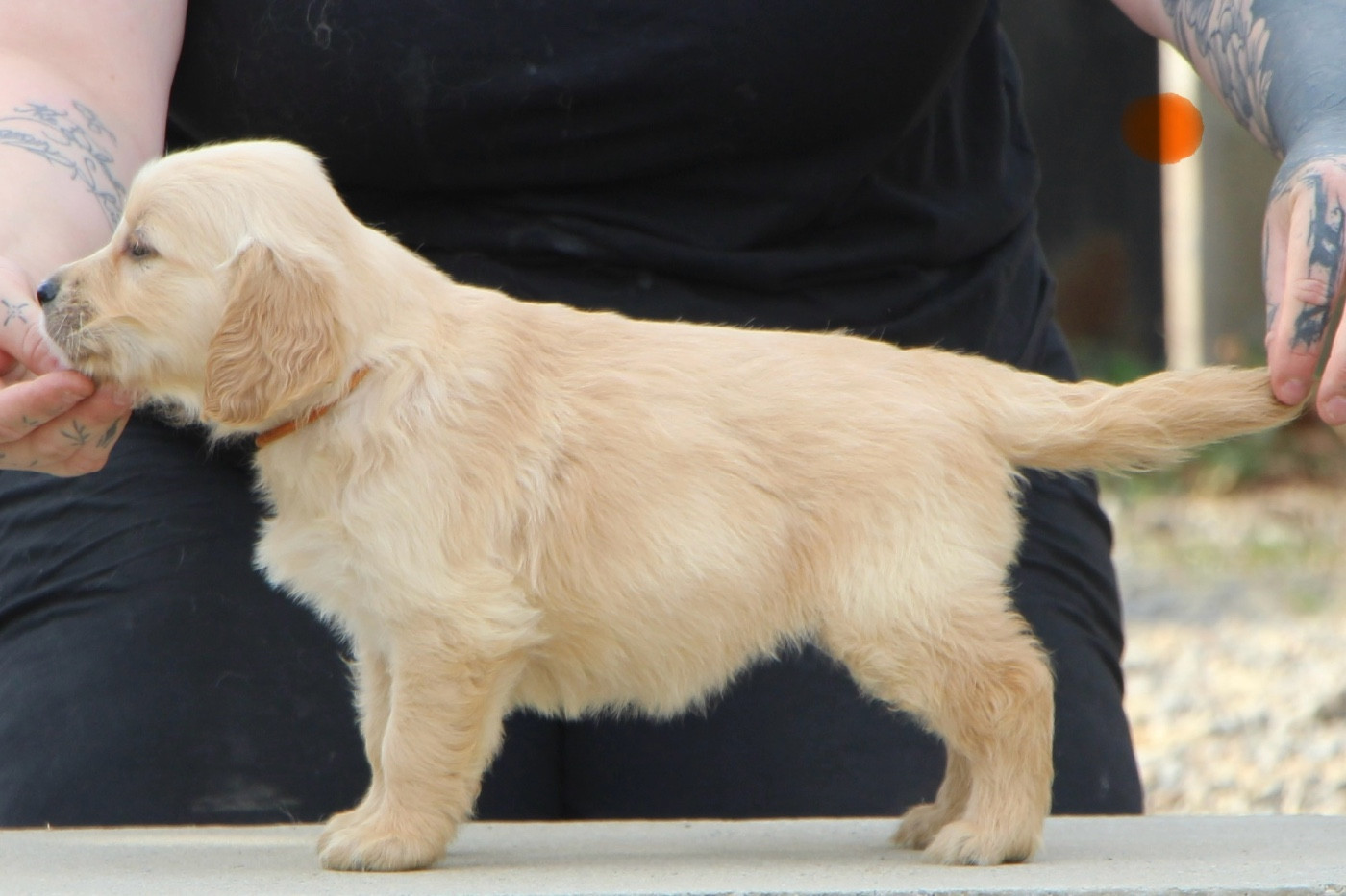CHIOT 2