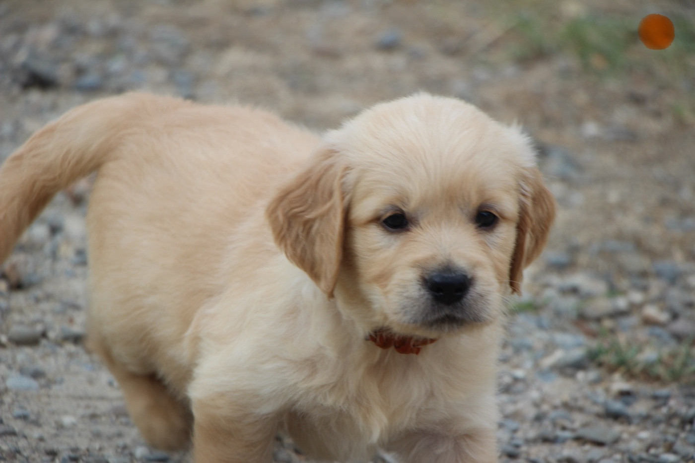 CHIOT 2
