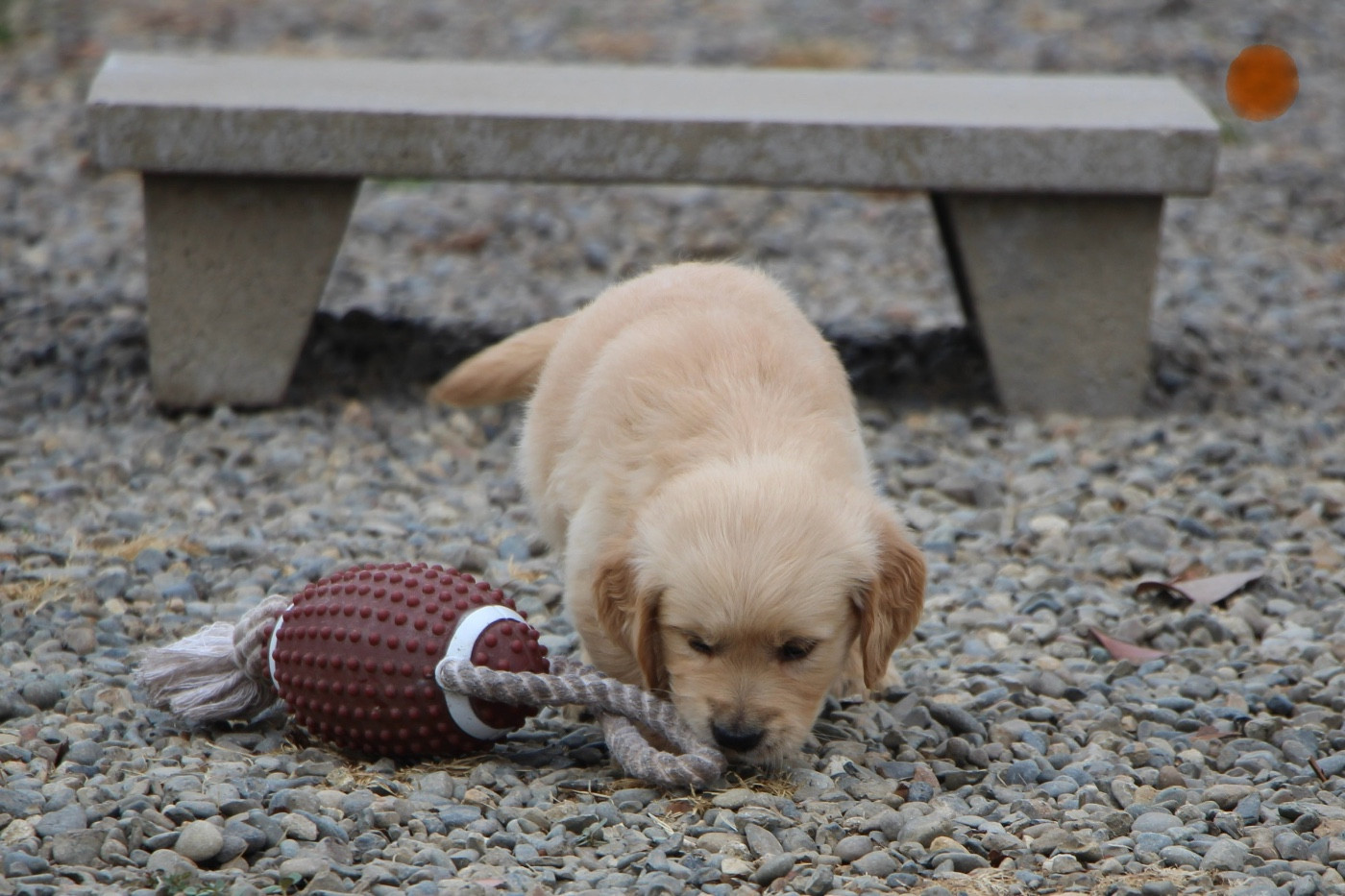 CHIOT 2