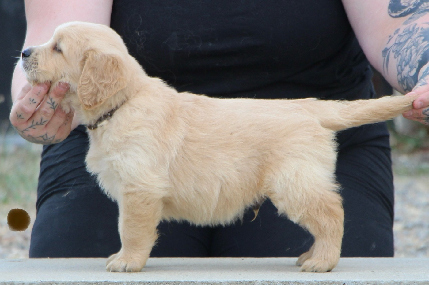 CHIOT 7