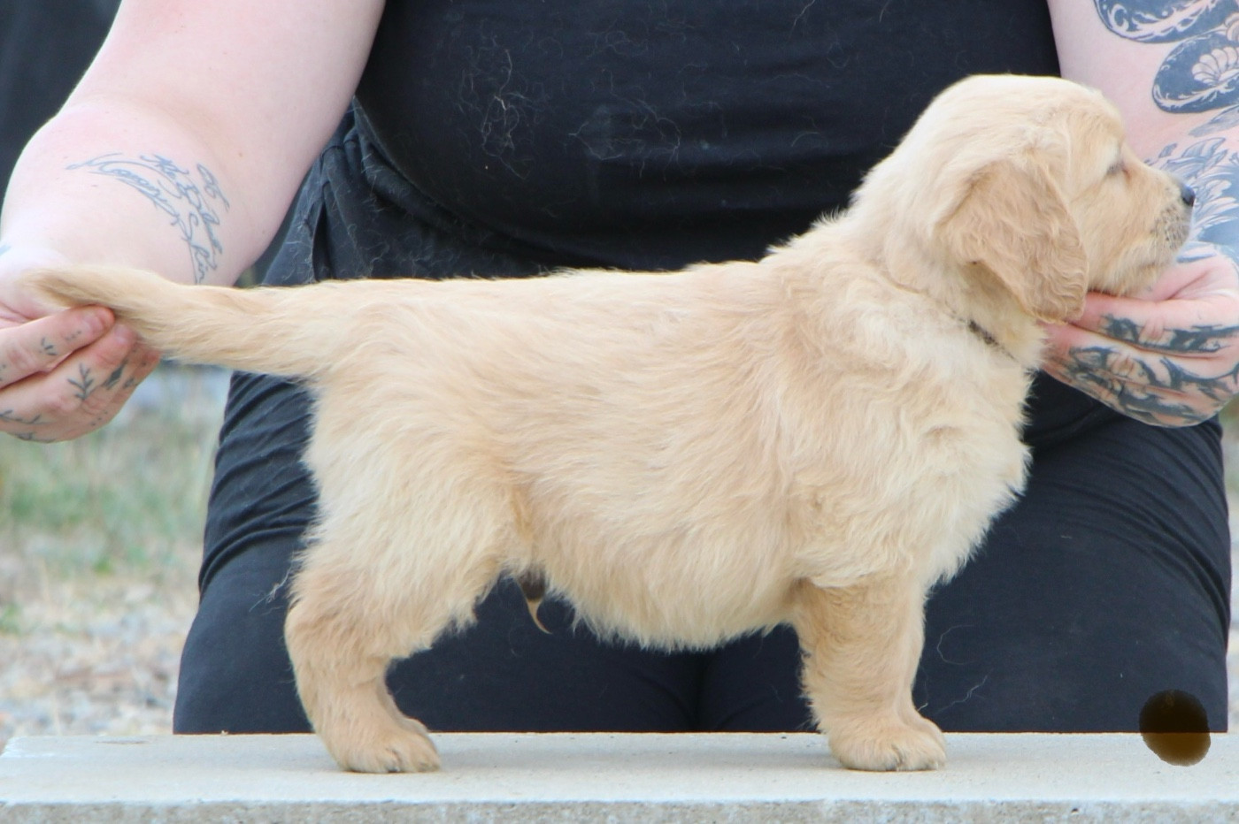 CHIOT 7