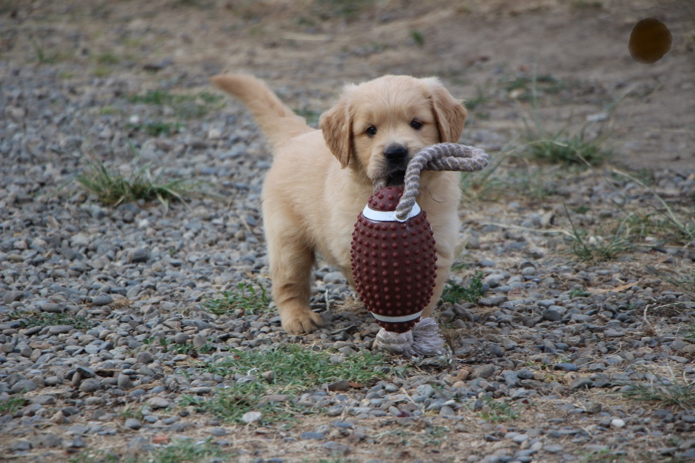 CHIOT 7