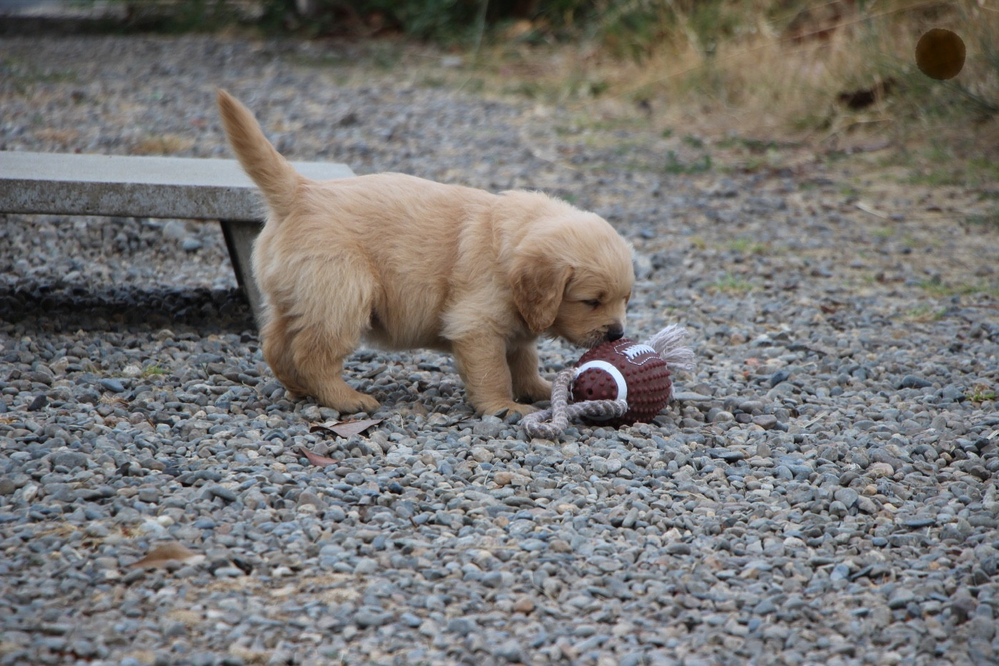CHIOT 7