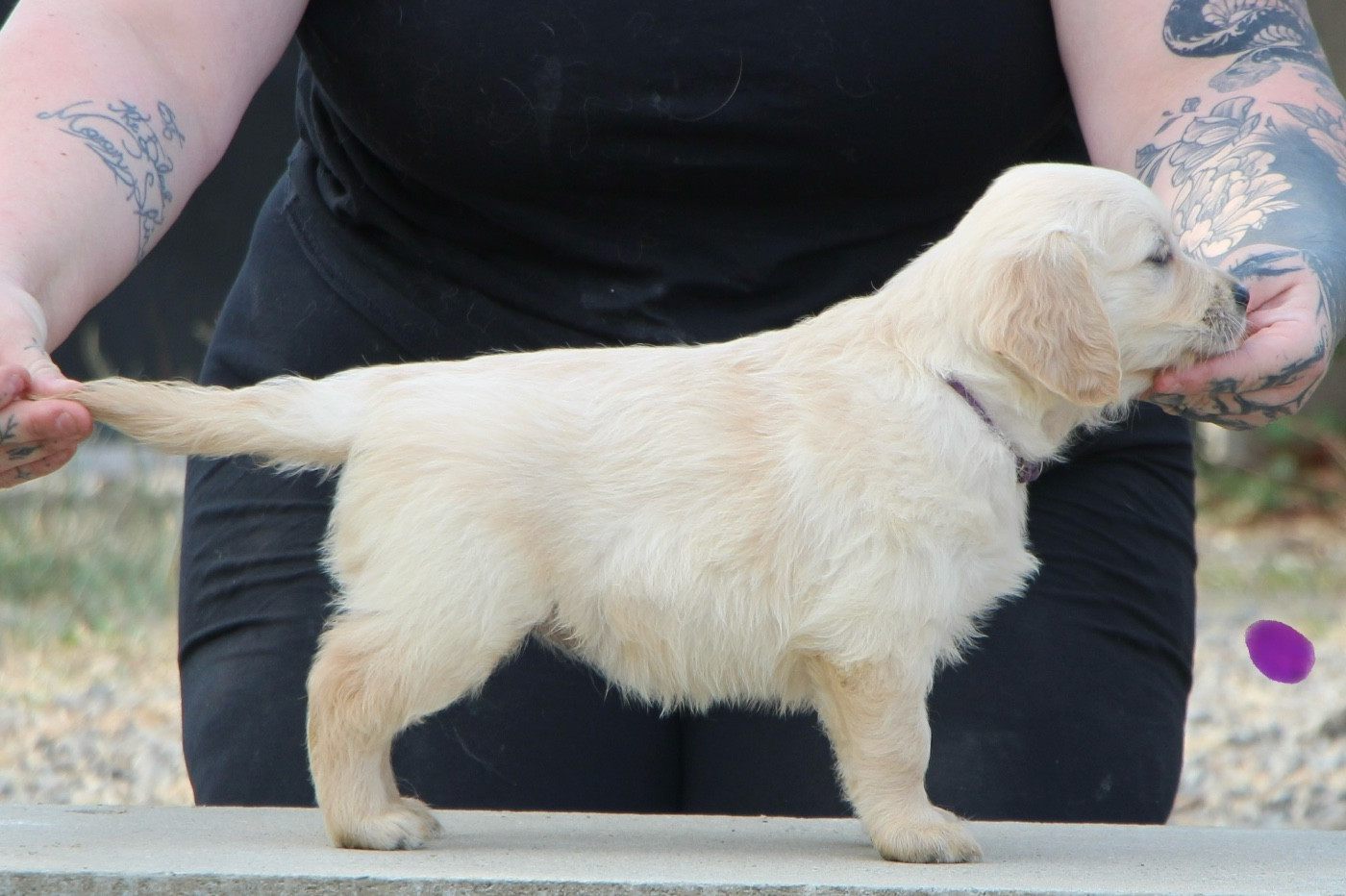 CHIOT 3