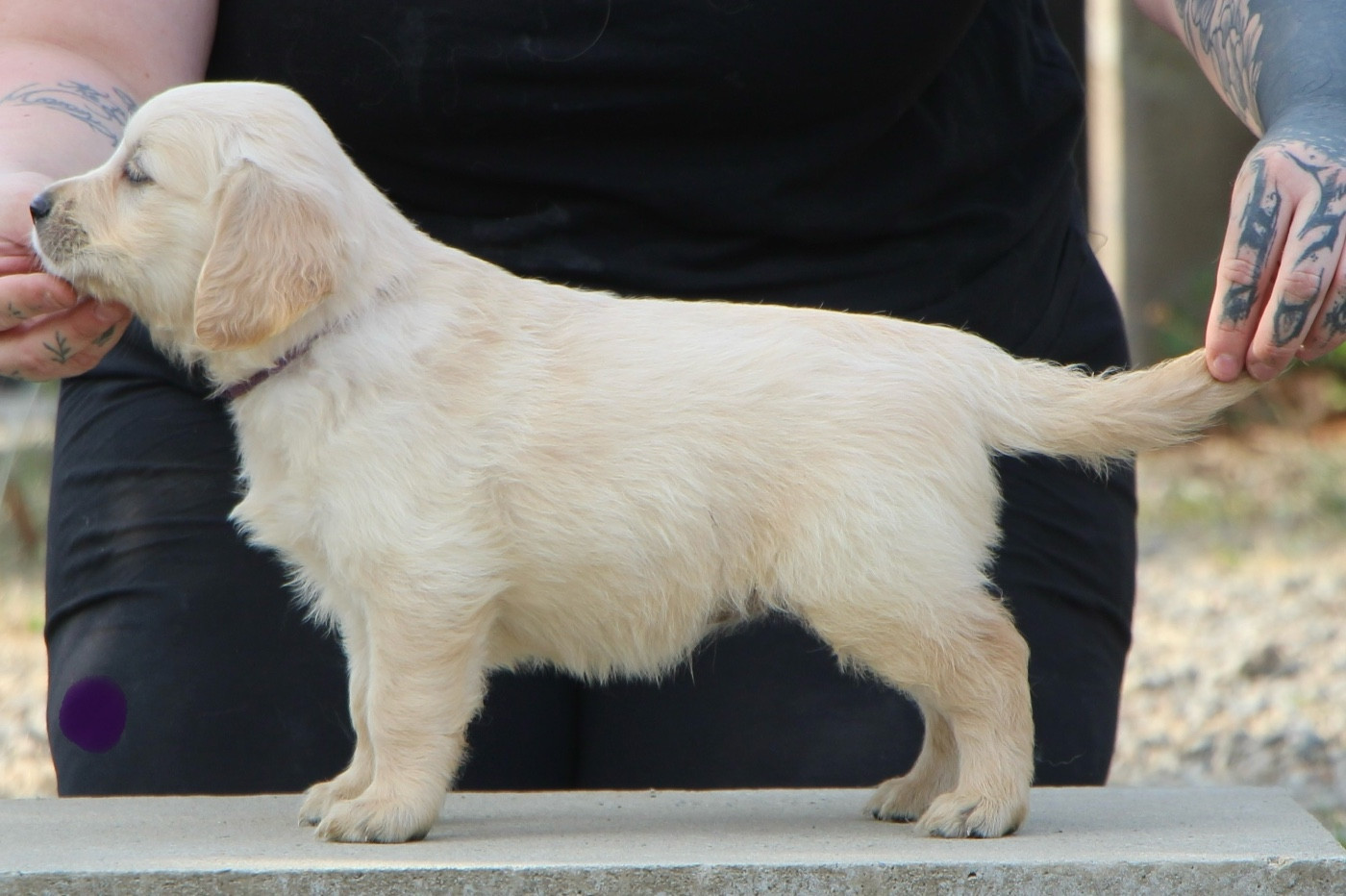 CHIOT 3