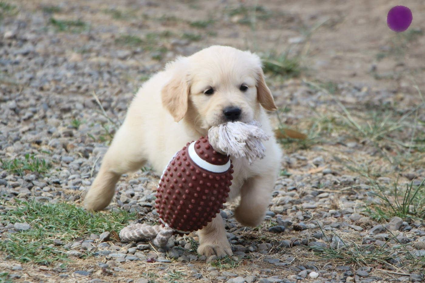 CHIOT 3