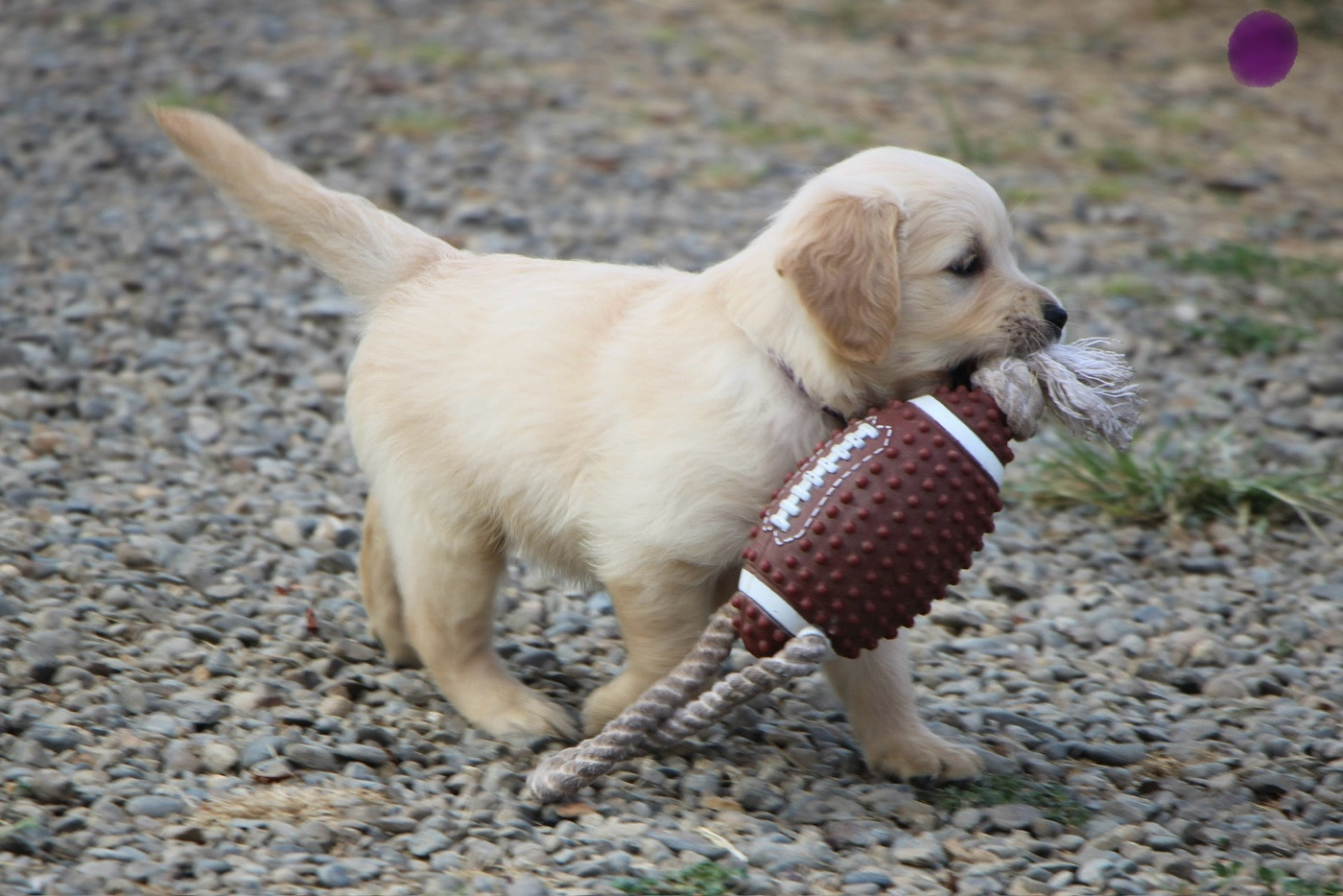 CHIOT 3