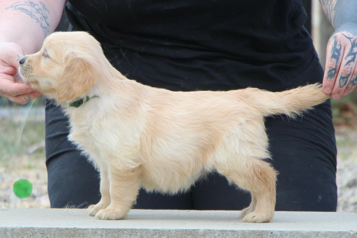 CHIOT 4