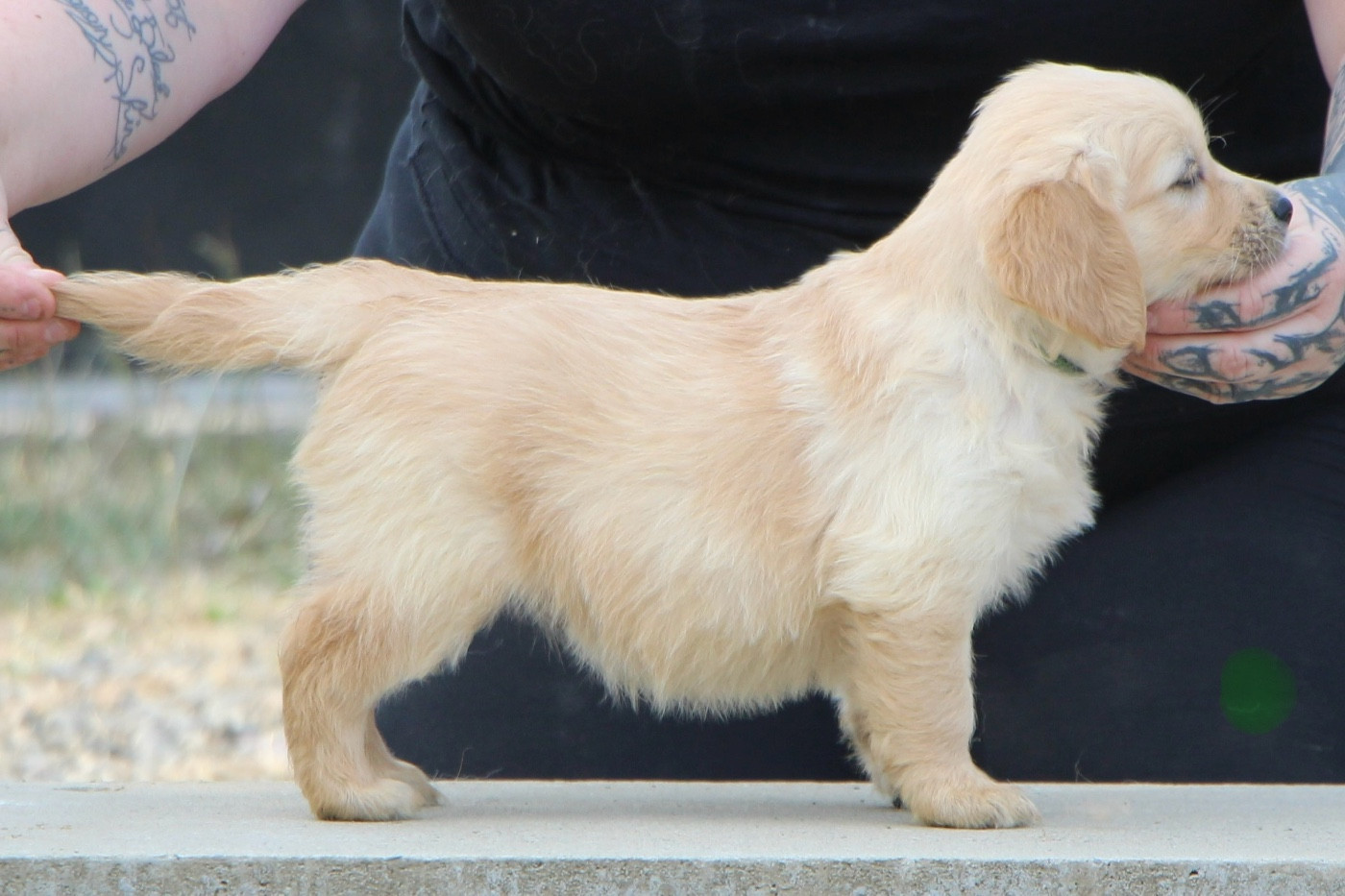 CHIOT 4