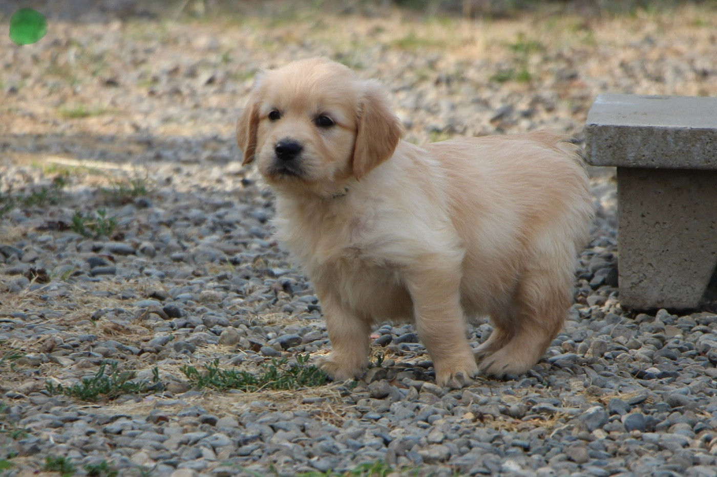 CHIOT 4