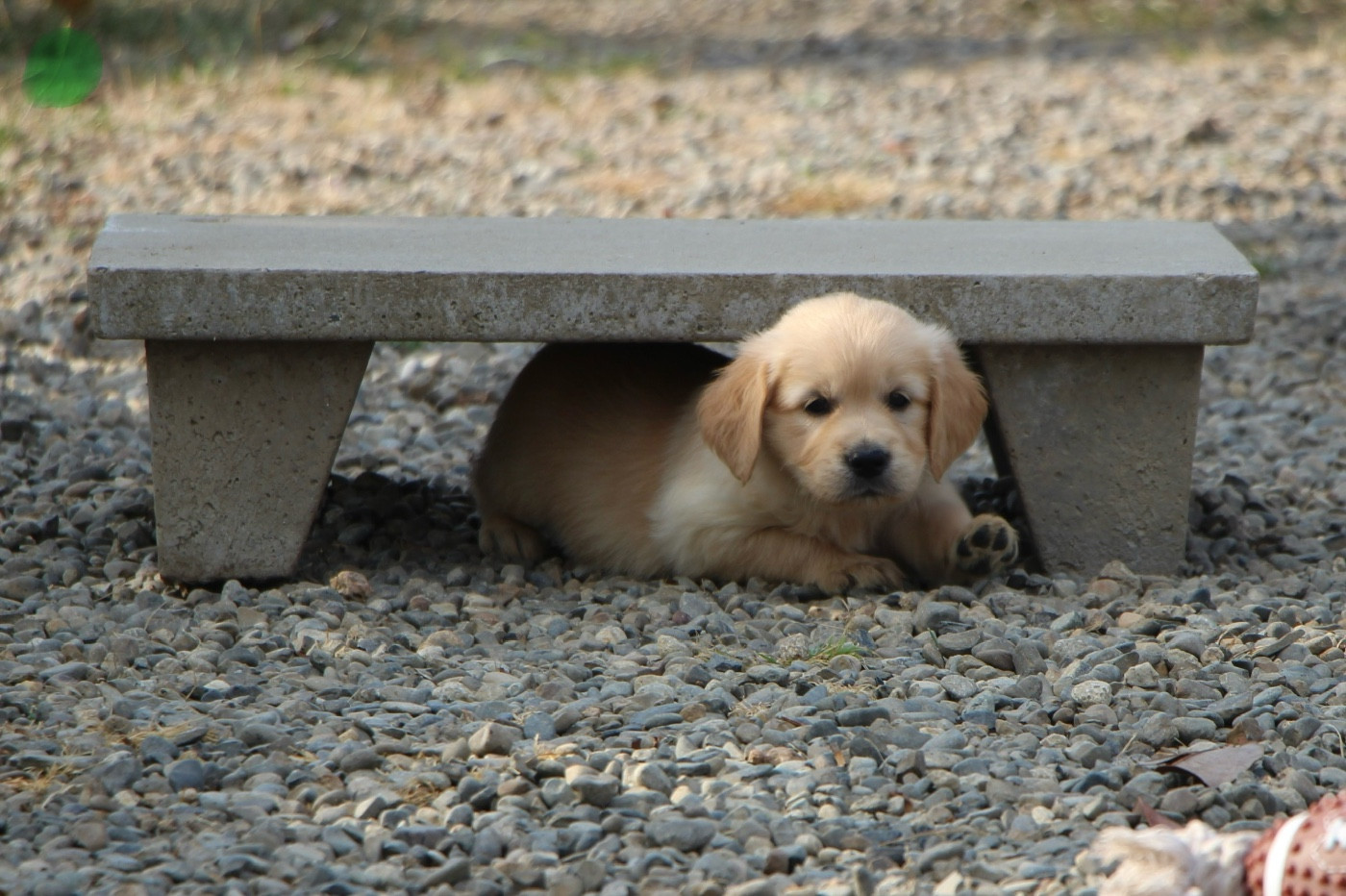CHIOT 4