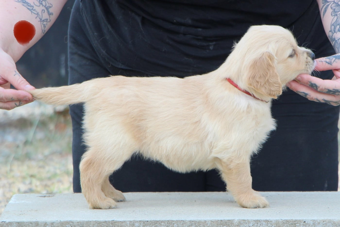 CHIOT 5