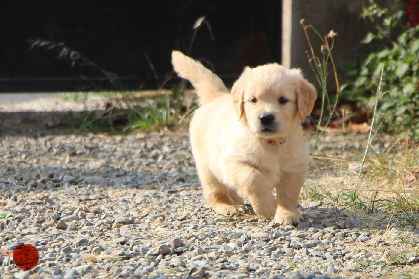 CHIOT 5