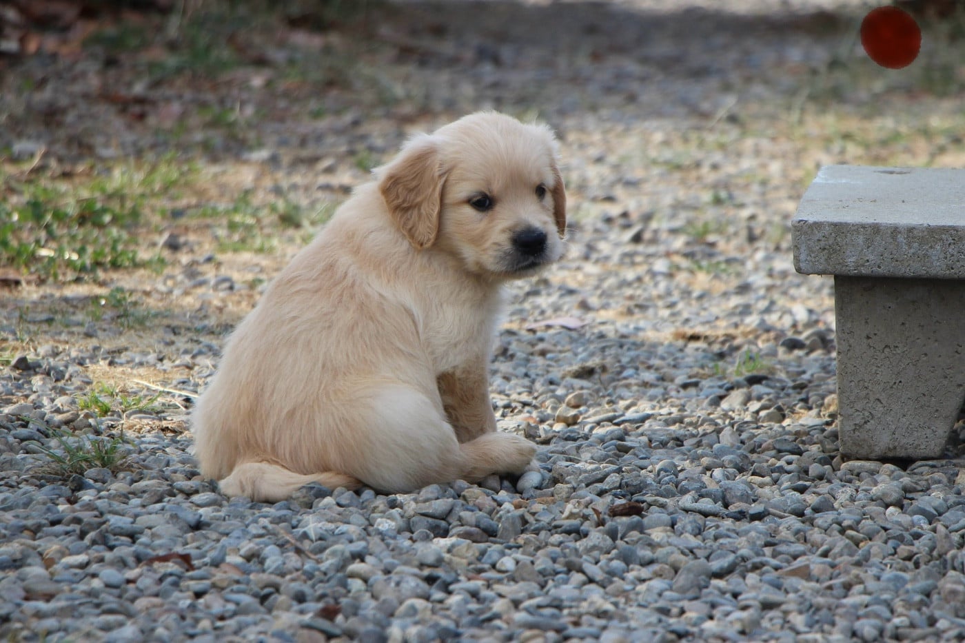 CHIOT 5