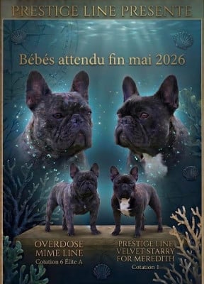 Collier violet - Bouledogue français